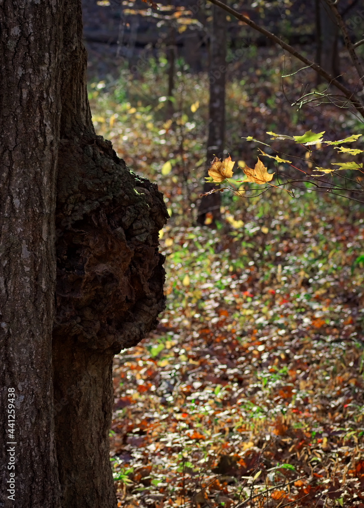 Fototapeta premium Yellow sunlit leaves reaching out to a tree in the Chattahoochee National Forest mountains on the Pinhoti trail on Taylor's Ridge in North Georgia