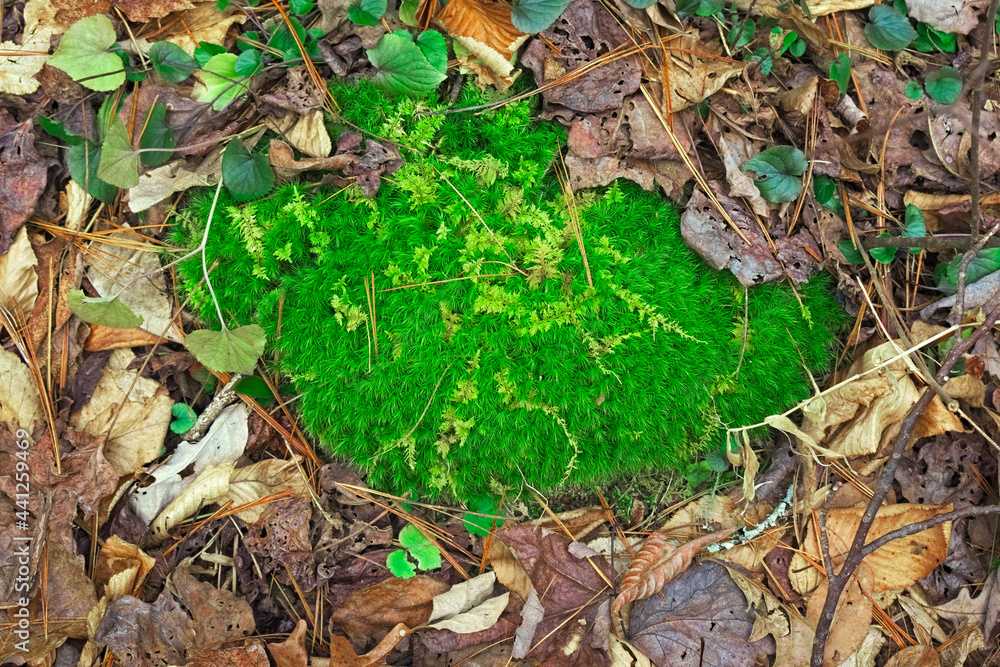 Moss covered rock on the ground in the Chattahoochee National Forest on the Pinhoti trail at Taylor's Ridge in North Georgia Moss covered rock on the ground in the Chattahoochee National Forest on the Pinhoti trail at Taylor's Ridge in North Georgia