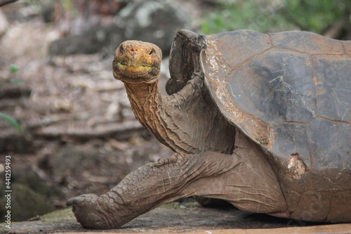 Land tortoise  at the Charles Darwin Research Station  on Santa Cruz  Island, Galapagos, Ecuador