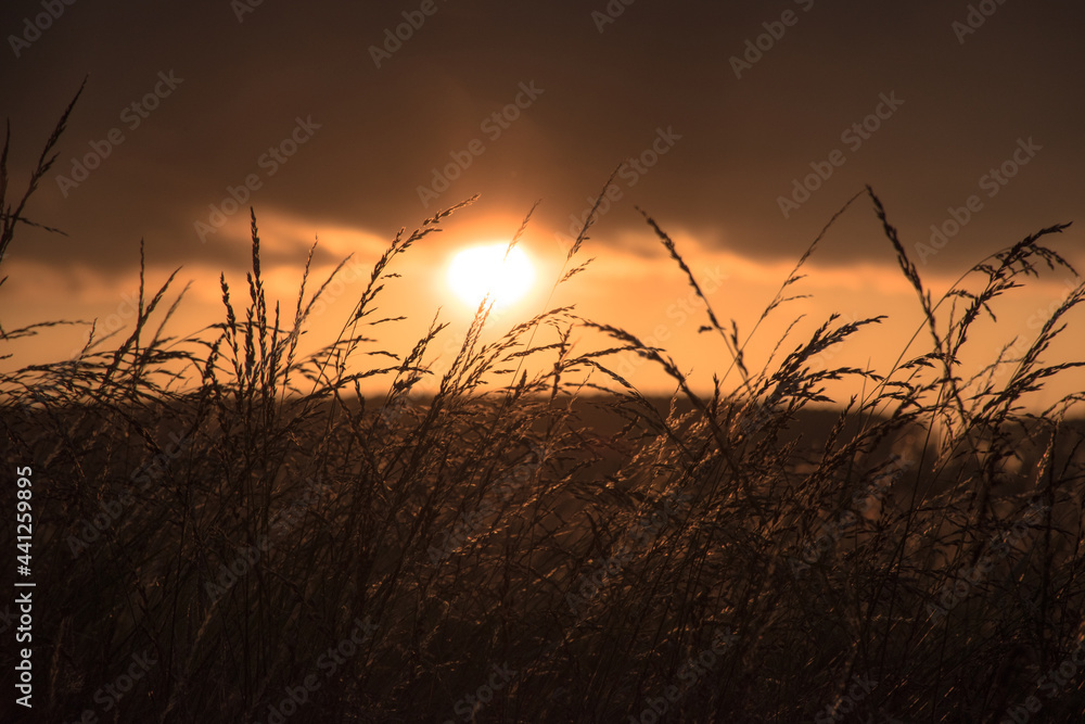 sunset in the field sunset in the field