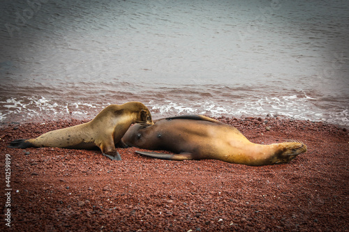 nursing mother and baby Sea lion enjoying the red coral beach at Rabida Island, Galapagos, Ecuador, copy space