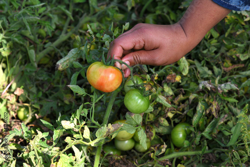 Happy young woman picking or examine fresh tomatoes in organic farm or field