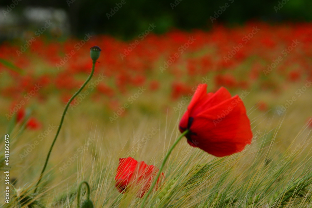 Obraz premium Mohnblumen