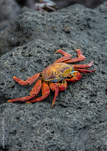 Red Crabs crawling on volcanic rock on Isabela Island, Galapagos, Ecuador