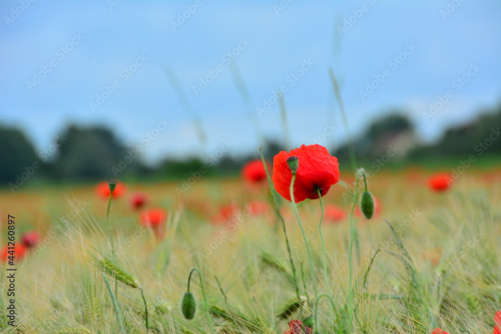 Naklejka premium Mohnblumen