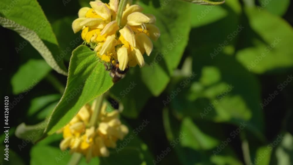 Yellow blooming flower with an bumblebee collecting pollen, closeup slow motion Yellow blooming flower with an bumblebee collecting pollen, closeup slow motion