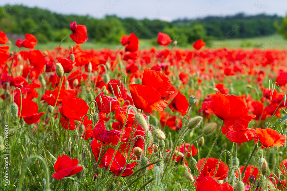 Naklejka premium Beautiful landscape with poppy field and blurred forest in the background on a clear sunny day