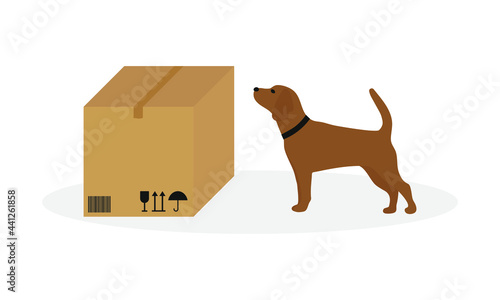 Dog with collar sniffing closed cardboard box on white background