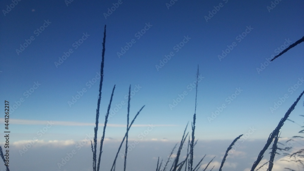 Obraz premium mountain grass