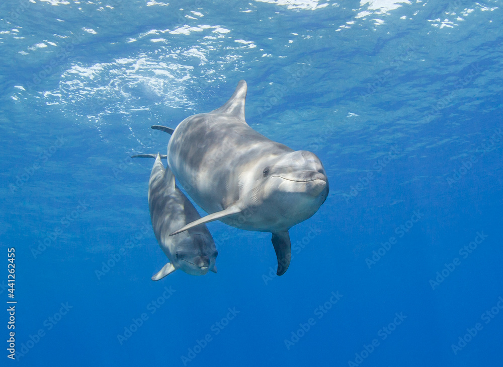 Naklejka premium Family dolphin
