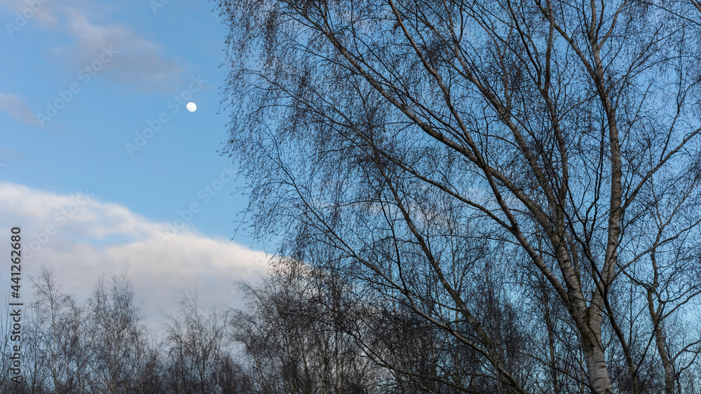 Silver birch trees against blue sky with moon