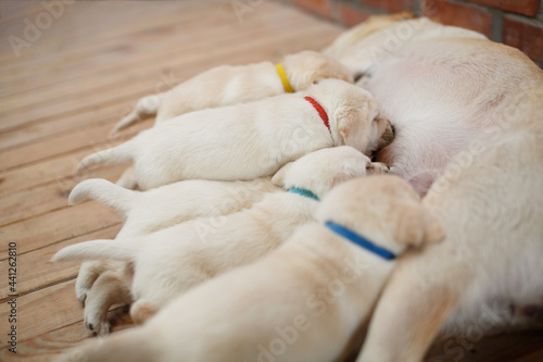 healthy Labrador puppies suck milk bitch close up with copy space for text. Cute golden retriever puppies sucking breast with milk from his mom. labrador puppies one month old lie on wooden floor.
