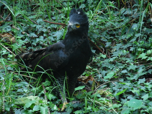 black raven eagle on the grass