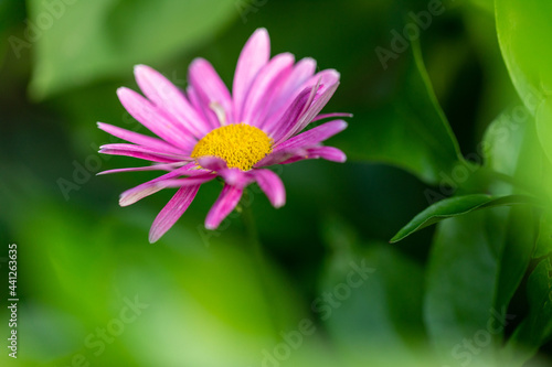 Blooming pink chamomile on a green natural background