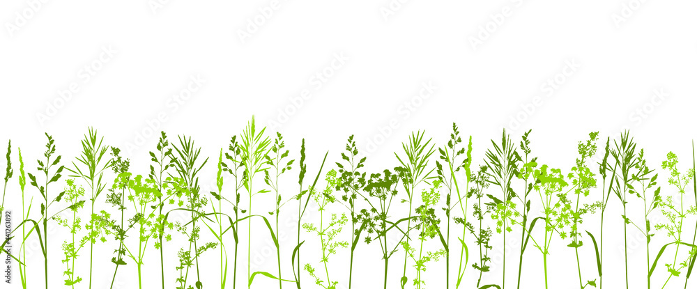 Natural herbs border - wild field grass - herbal green seamless row