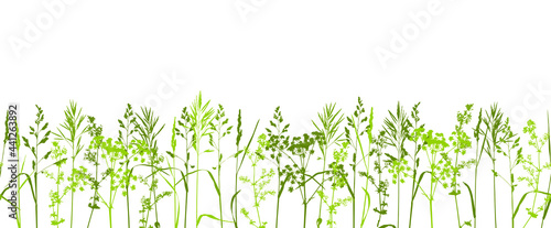 Natural herbs border - wild field grass - herbal green seamless row