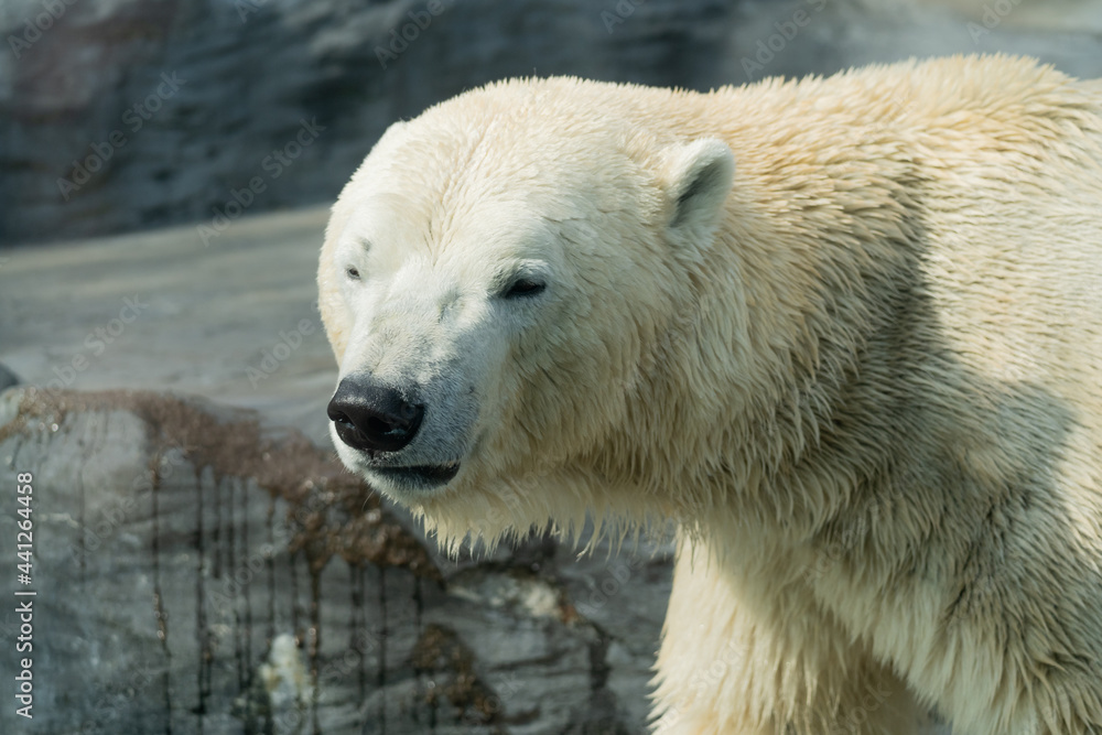 Fototapeta premium Polar bear - ursus maritimus - close up view on animal in the enclosure