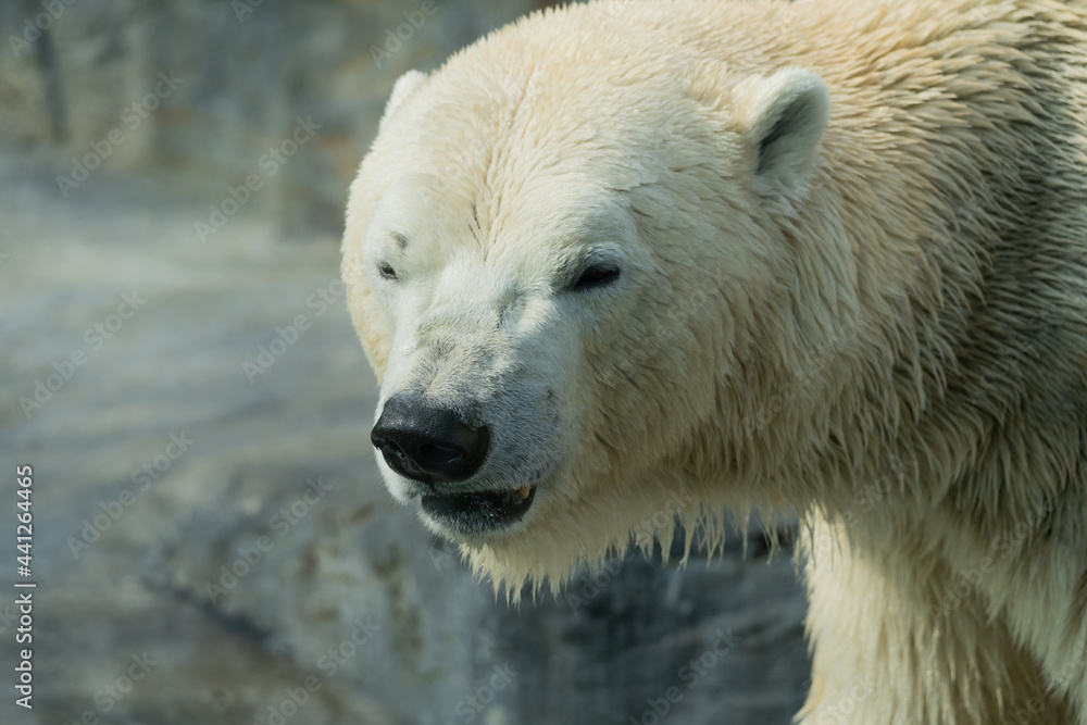 Polar bear - ursus maritimus - close up view on animal in the enclosure Polar bear - ursus maritimus - close up view on animal in the enclosure