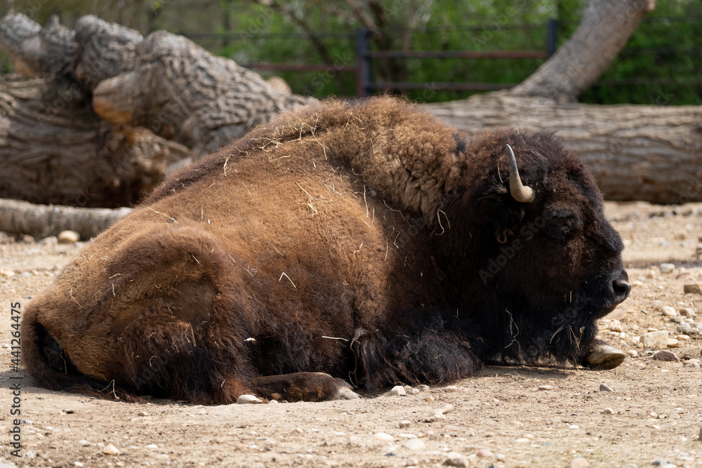 European bison - Bison bonasus - close up on male specimen European bison - Bison bonasus - close up on male specimen