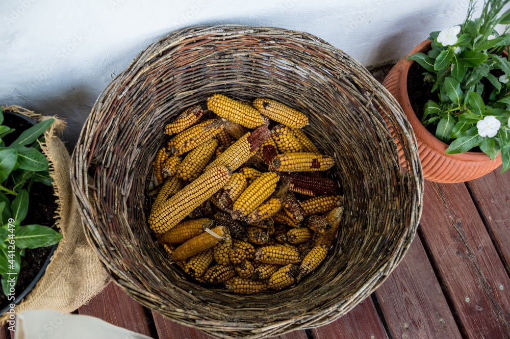 Corn cobs in a wicker basket, - a fragment of the old rural life. Top view.