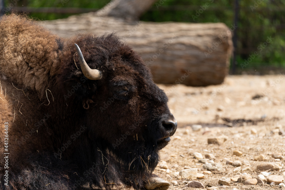 European bison - Bison bonasus - close up on male specimen European bison - Bison bonasus - close up on male specimen