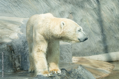 Polar bear - ursus maritimus - close up view on animal in the enclosure © MatT