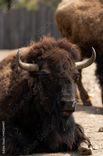 European bison - Bison bonasus - close up on male specimen