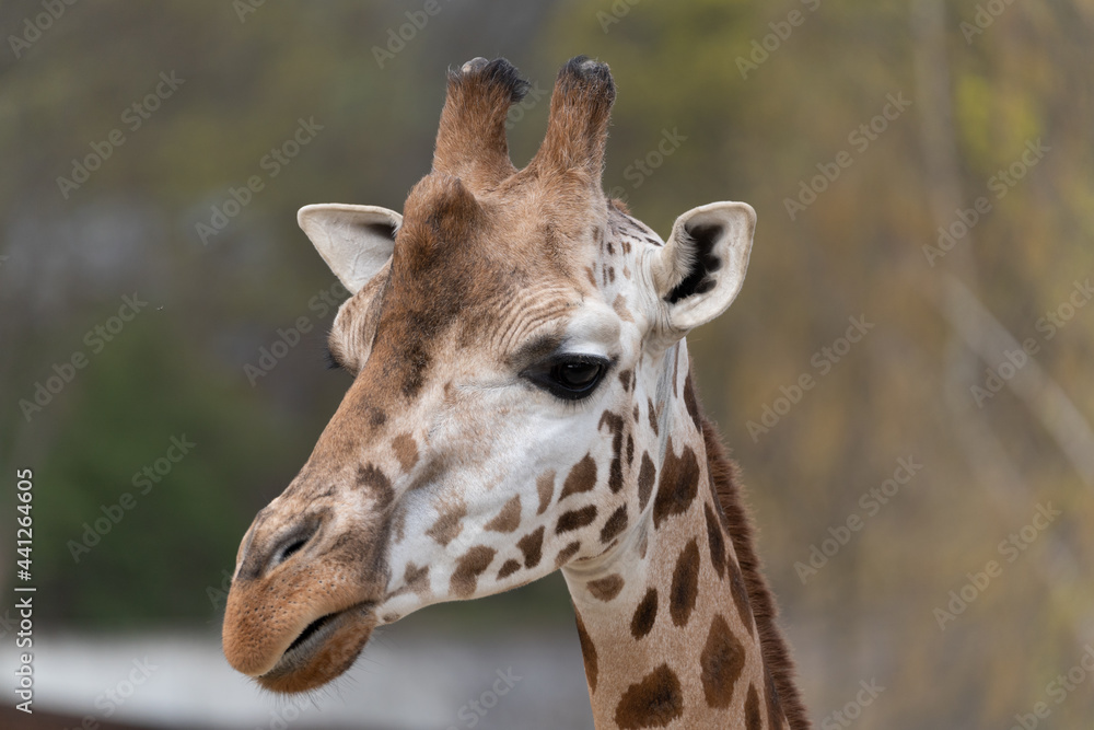 West African giraffe - Giraffa camelopardalis peralta - close up view on animals head West African giraffe - Giraffa camelopardalis peralta - close up view on animals head