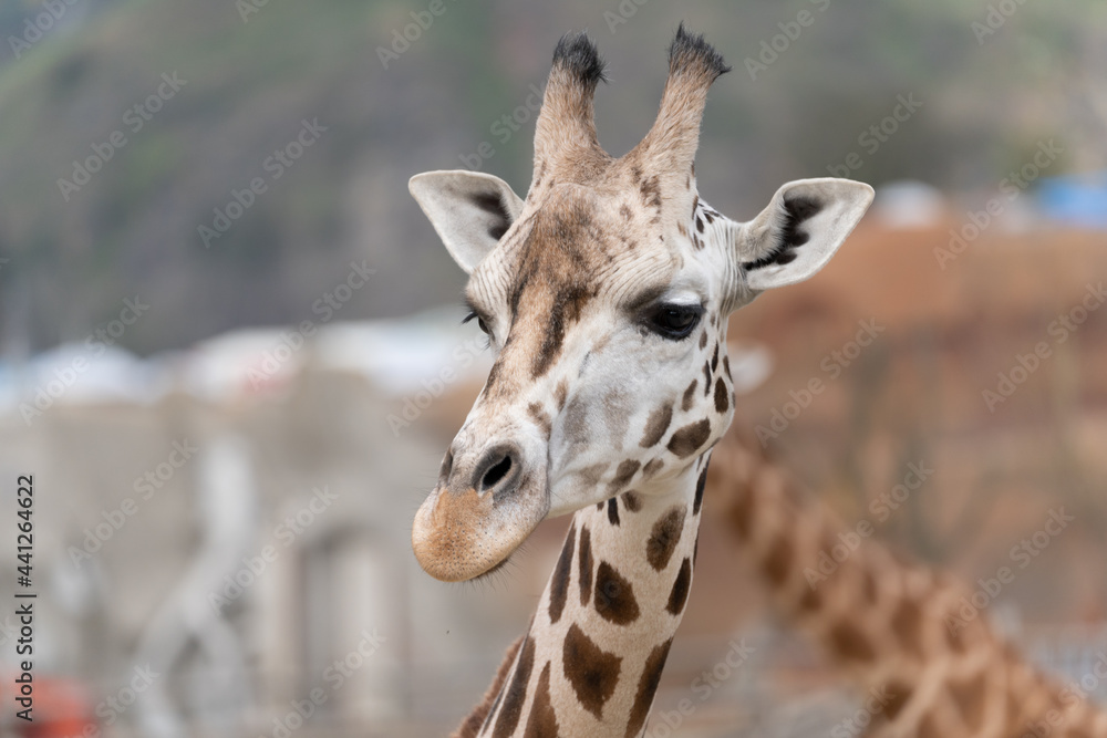 Naklejka premium West African giraffe - Giraffa camelopardalis peralta - close up view on animals head