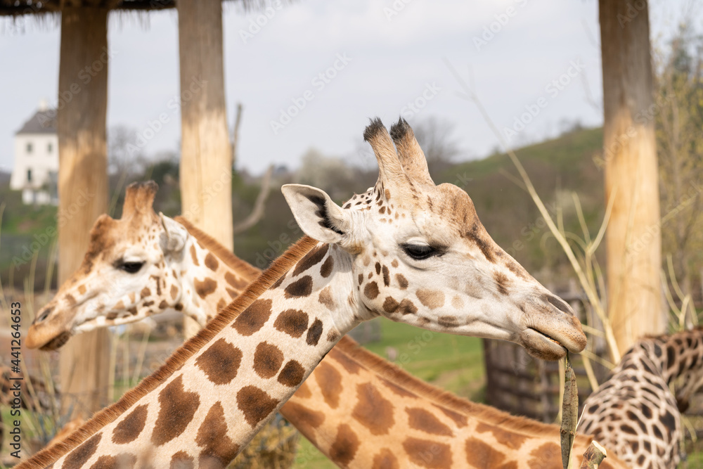 Obraz premium West African giraffe - Giraffa camelopardalis peralta - close up view on animals head