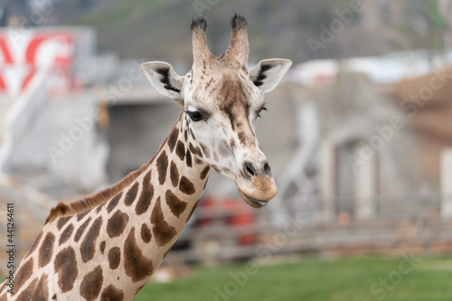 Fototapeta Naklejka Na Ścianę i Meble -  West African giraffe - Giraffa camelopardalis peralta - close up view on animals head