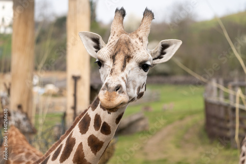 West African giraffe - Giraffa camelopardalis peralta - close up view on animals head © MatT