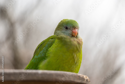 Edwards s fig parrot - Psittaculirostris edwardsii - detail on the bird