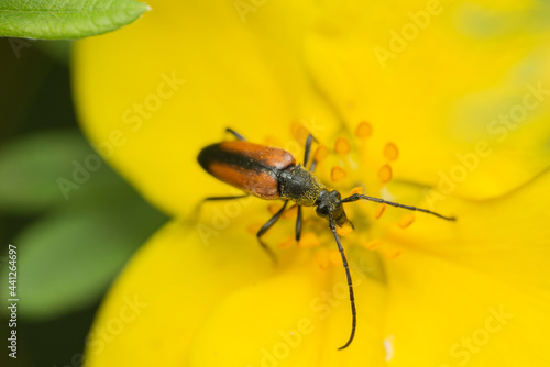 Black-backed beetle (Stenurella melanura) feeds on nectar on the Potentilla flower. 