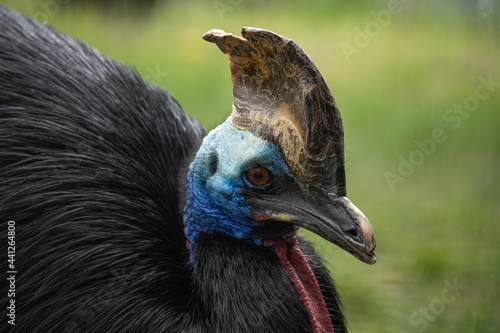 Cassowary - Casuarius casuarius - Close up shot on birds head