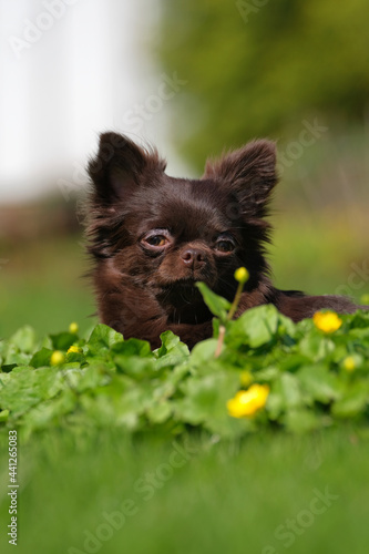 Fototapeta Naklejka Na Ścianę i Meble -  A brown long-haired Chihuahua dog lies on the lawn in the park. 