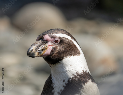 Magellanic penguins - Spheniscus magellanicus - detail on the animal feeding © MatT