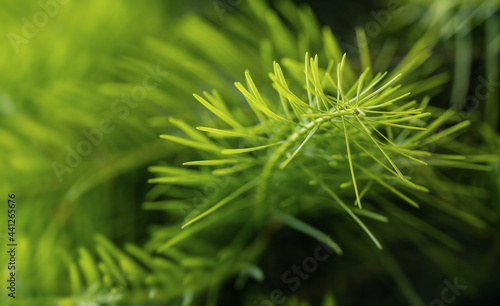 Fine fir growing on young coniferous tree, closeup shallow depth of field macro detail - only few blades in focus, abstract natural background