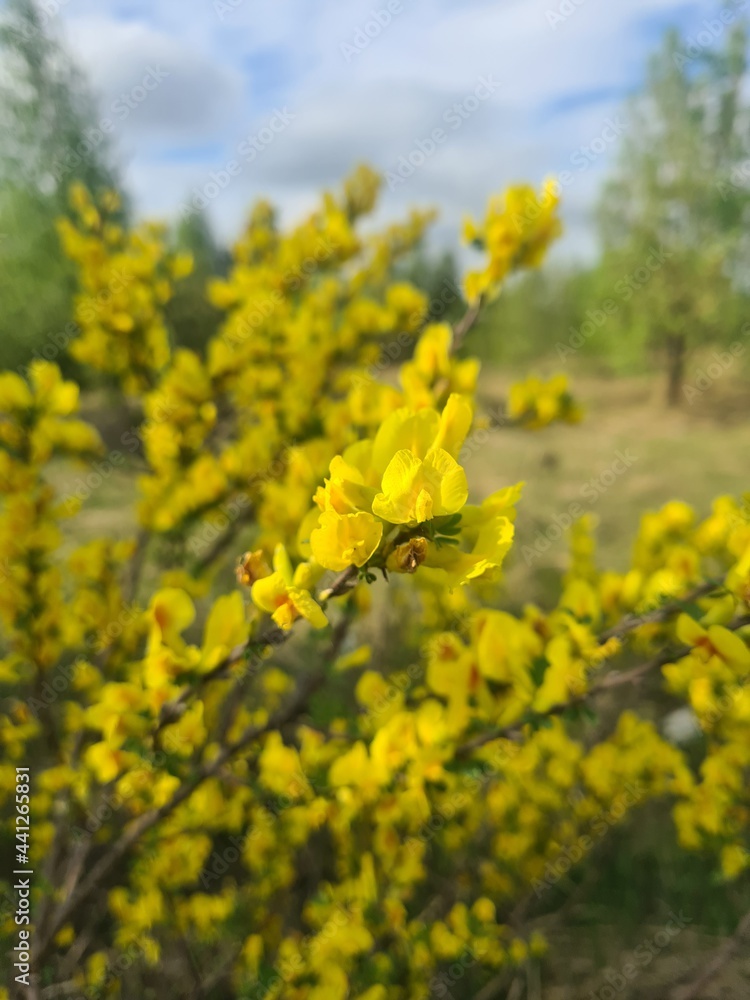 Obraz premium flower