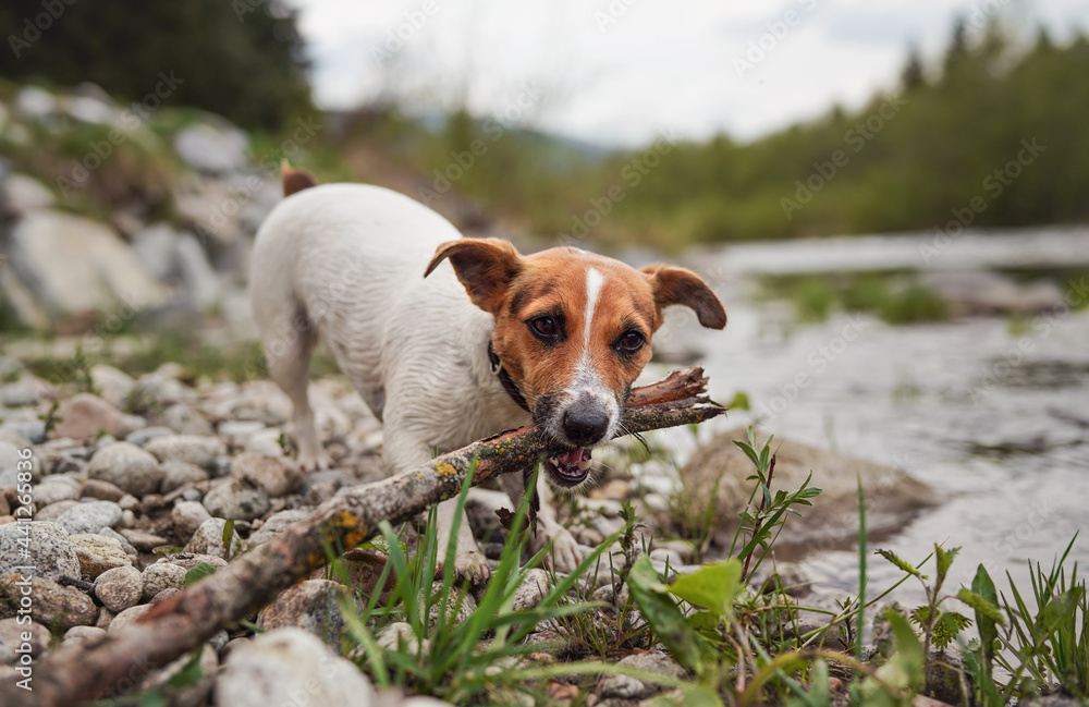 Small Jack Russell terrier playing by the river, walking on wet stones, chewing and pulling wooden stick