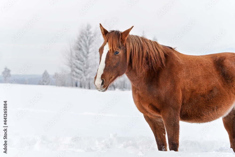 Brown horse on snow covered field, detail on head, blurred trees in background Brown horse on snow covered field, detail on head, blurred trees in background