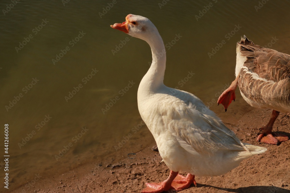 Obraz premium greylag goose in the water
