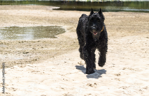 Giant schnauzer playing on the sandy beach