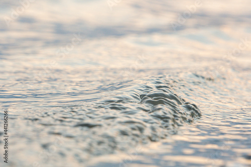 water reflection reflejo en el agua olas waves sunset atardecer duck animal animales pato 