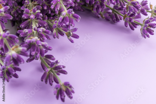 Fototapeta Naklejka Na Ścianę i Meble -  Lavender flowers isolated on purple background. Close up. Space for text