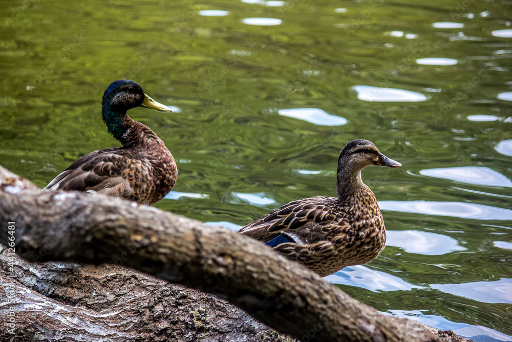 ducks in the water ducks in the water
