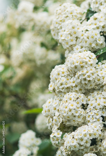 Blooming white flower bushes