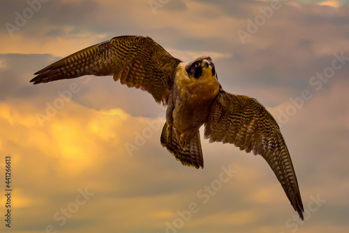 The peregrine falcon in flight (Falco peregrinus), also known as the peregrine is a widespread bird of prey in the family Falconidae.
