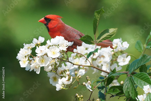 Cardinal on apple blossom in beautiful summer day