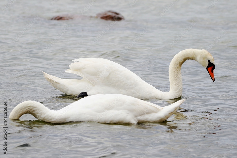 Obraz premium weisser Schwan